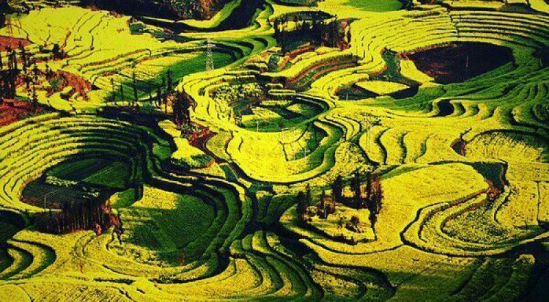 菜油一级