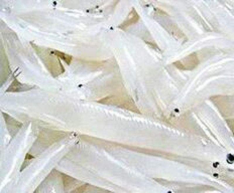 银鱼干