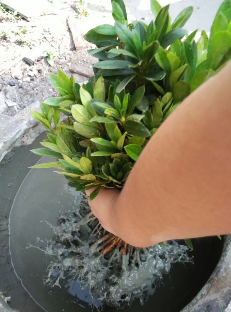 金桂苗地栽苗20~30cm