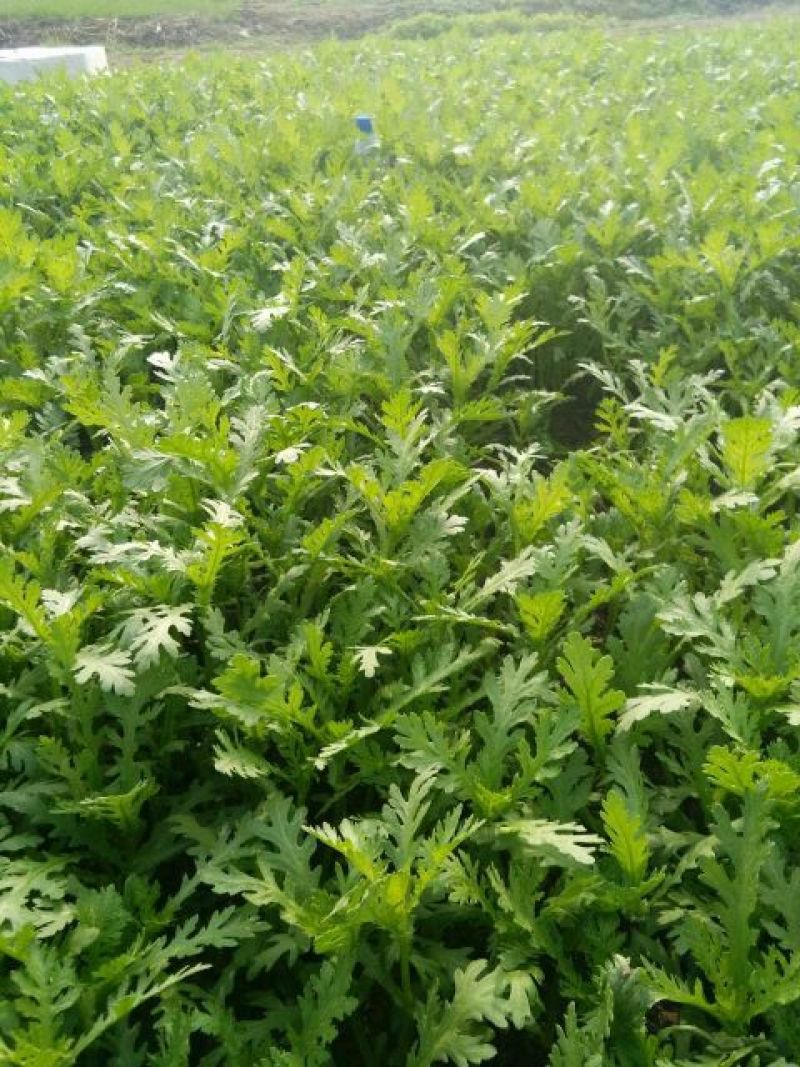 茼蒿20~25cm