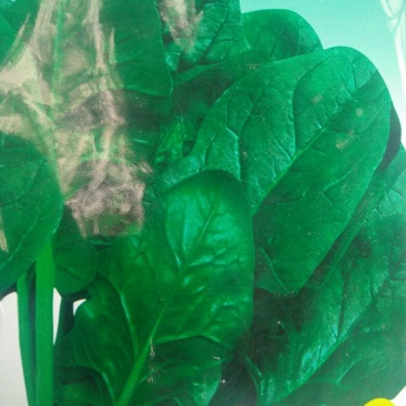 黑叶菠菜20~25厘米
