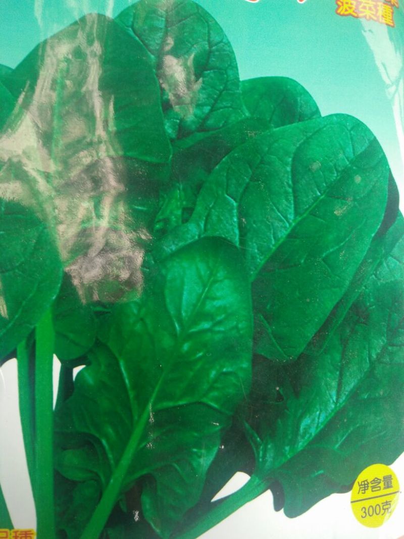 黑叶菠菜20~25厘米