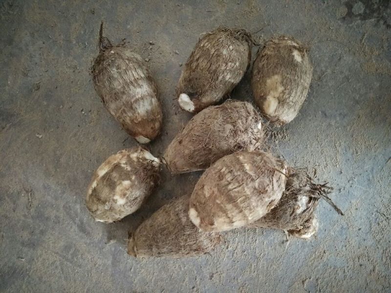 山东优质芋头大量上市，优质沙土芋头，保质保量，产地直供。