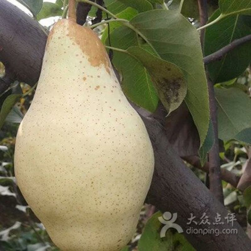 贵妃梨200~250g纸箱