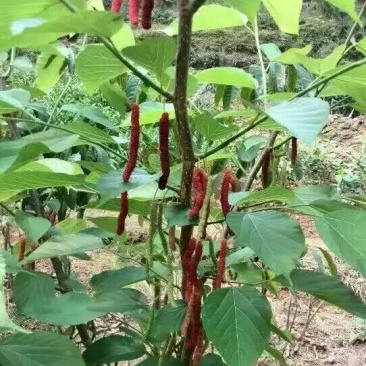长果桑树苗80cm