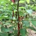 长果桑树苗80cm