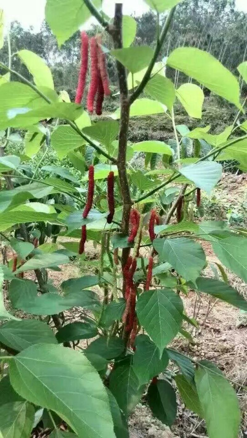 长果桑树苗80cm