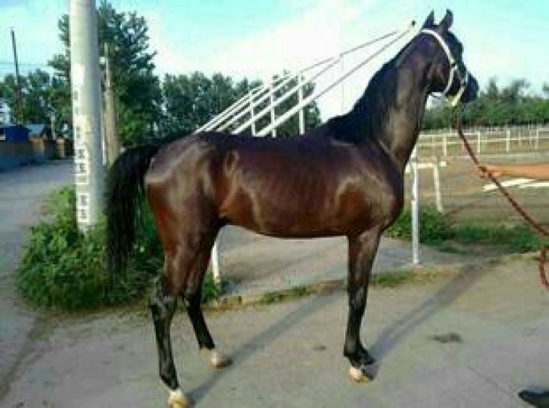 阿拉伯马400~500kg