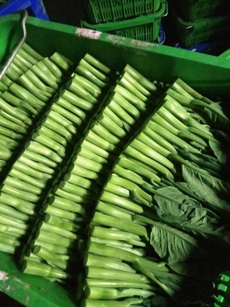 菜苔10~15厘米