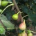 无花果树10cm以下