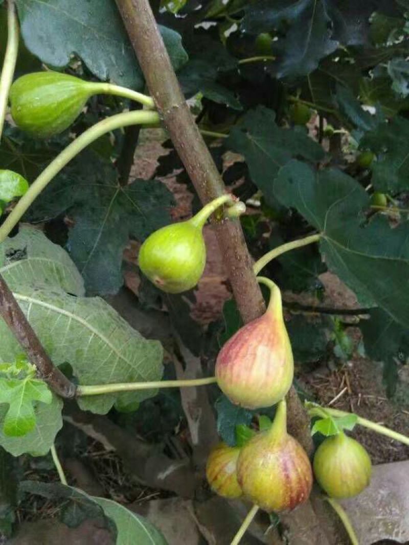 无花果树10cm以下
