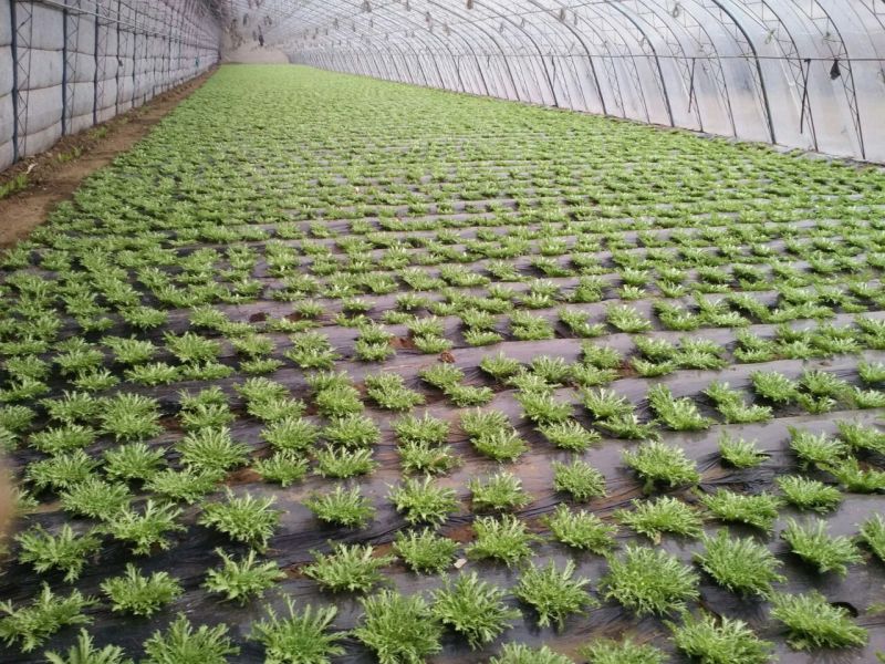 苦苣菜20~25厘米