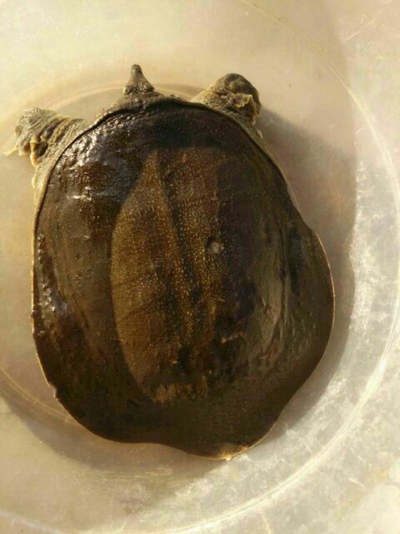 生态甲鱼1~1.5斤