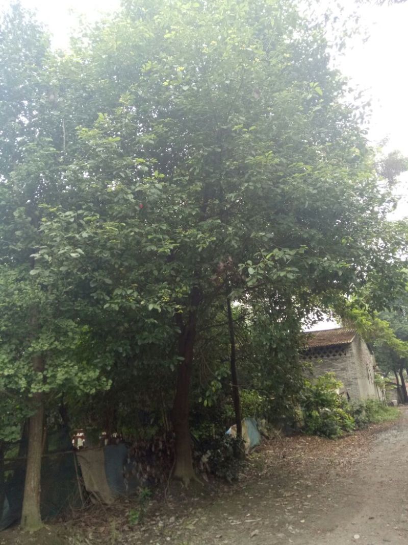 香樟2~4cm4~6cm1.5~2米