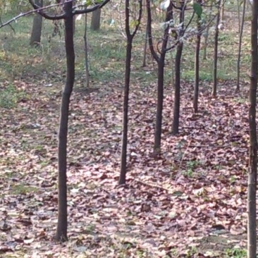 木瓜树261~300cm