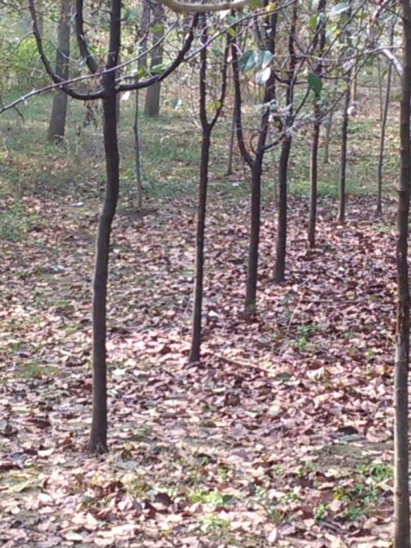 木瓜树261~300cm
