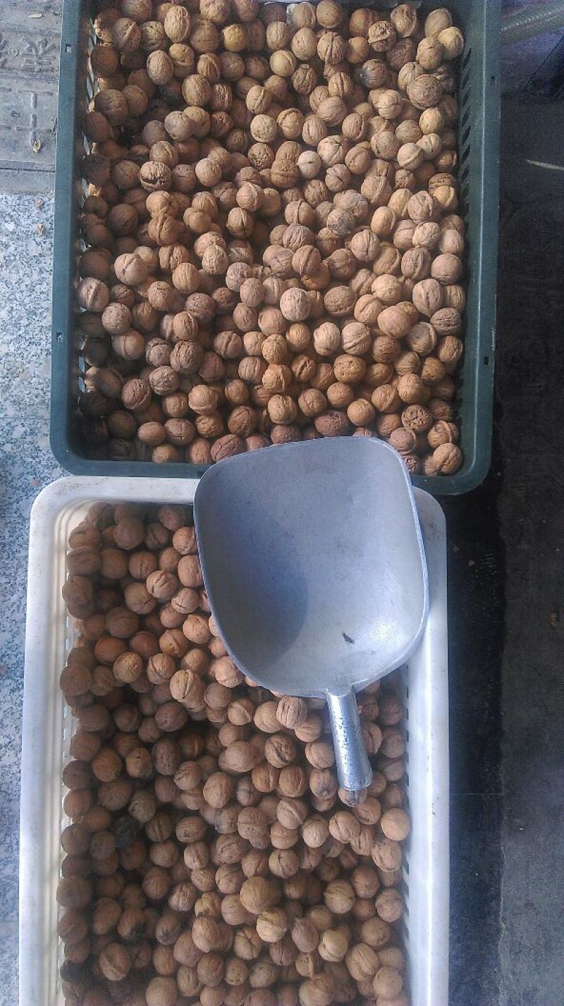 小泡核桃去皮干