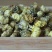 杭州白菊