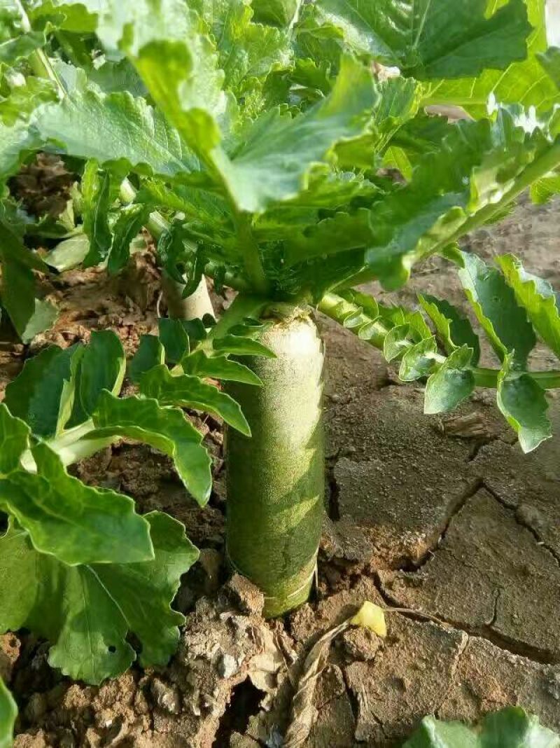 潍县青萝卜1~1.5斤起