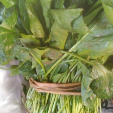 秋菠菜35~40厘米