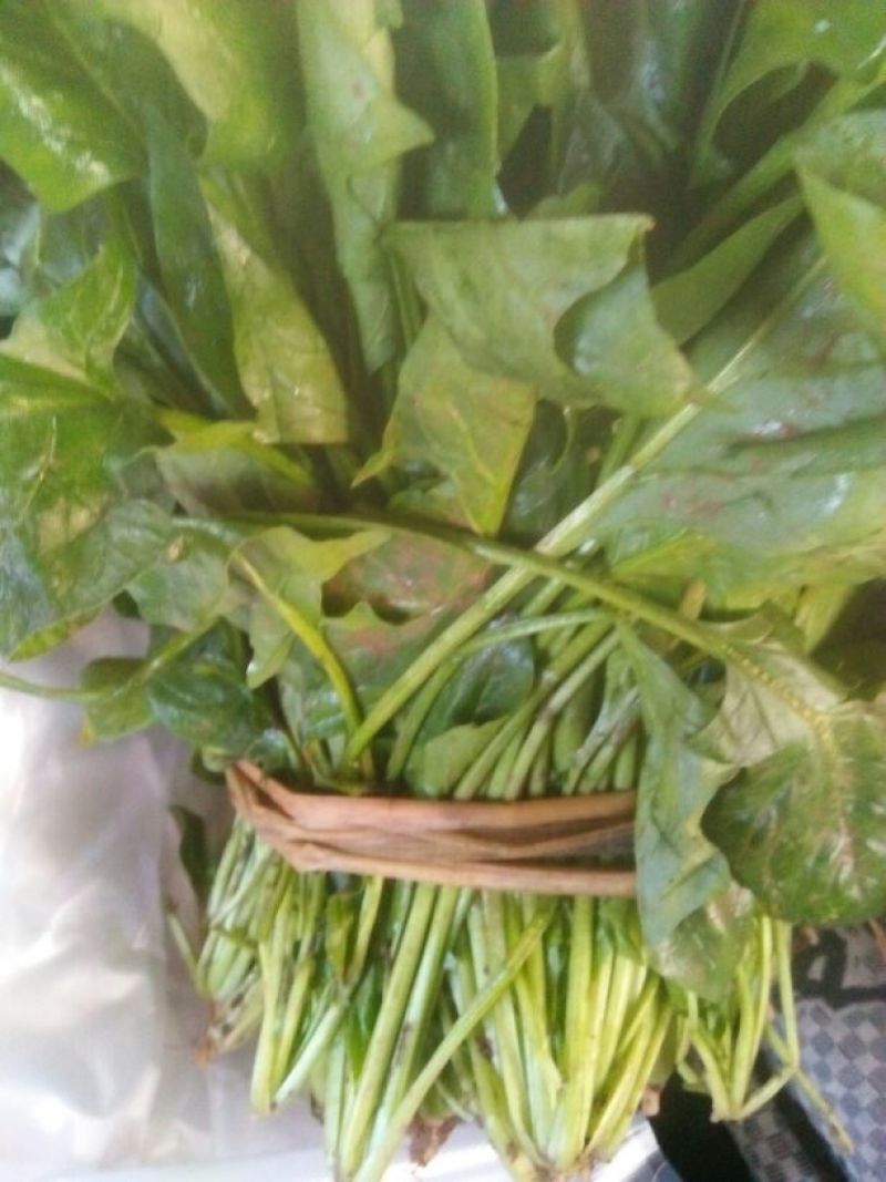 秋菠菜35~40厘米
