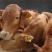 鲁西黄牛犊100~200kg