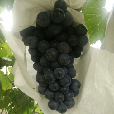 夏黑葡萄苗1年30~50cm