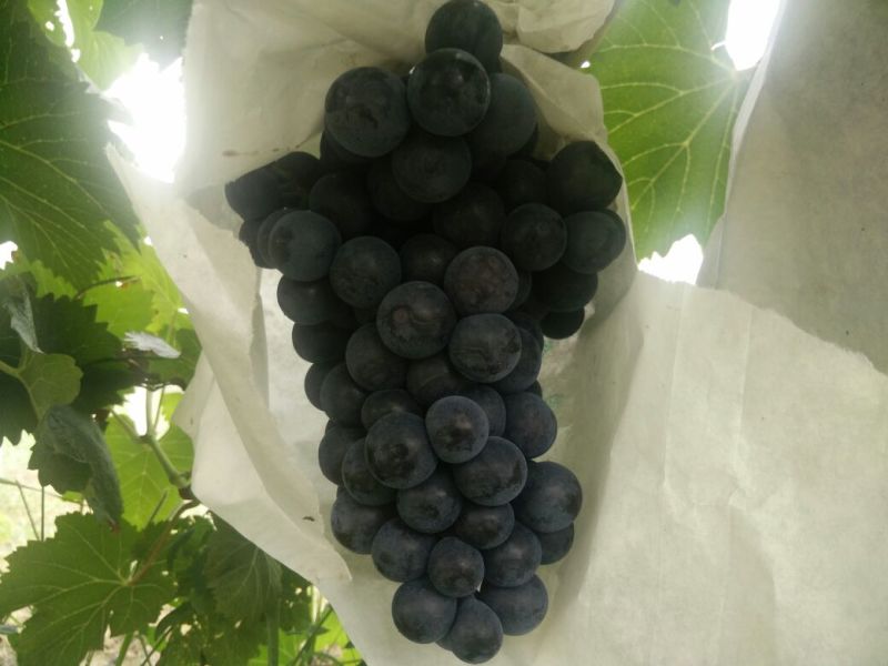 夏黑葡萄苗1年30~50cm