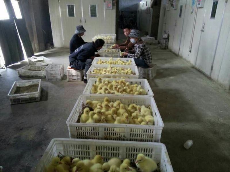 狮头鹅苗250g以上