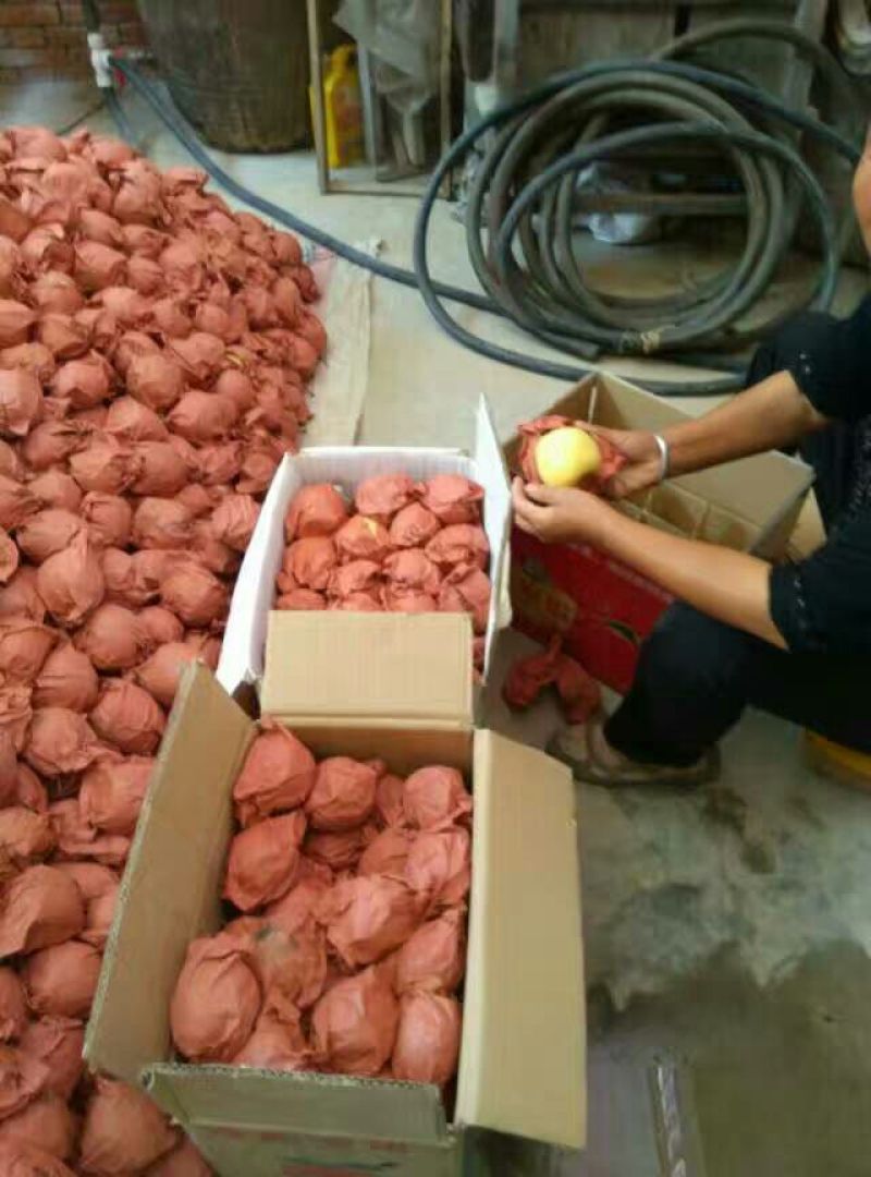 酥梨150~200g纸袋