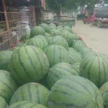 美都，8424西瓜8斤打底8成熟1茬
