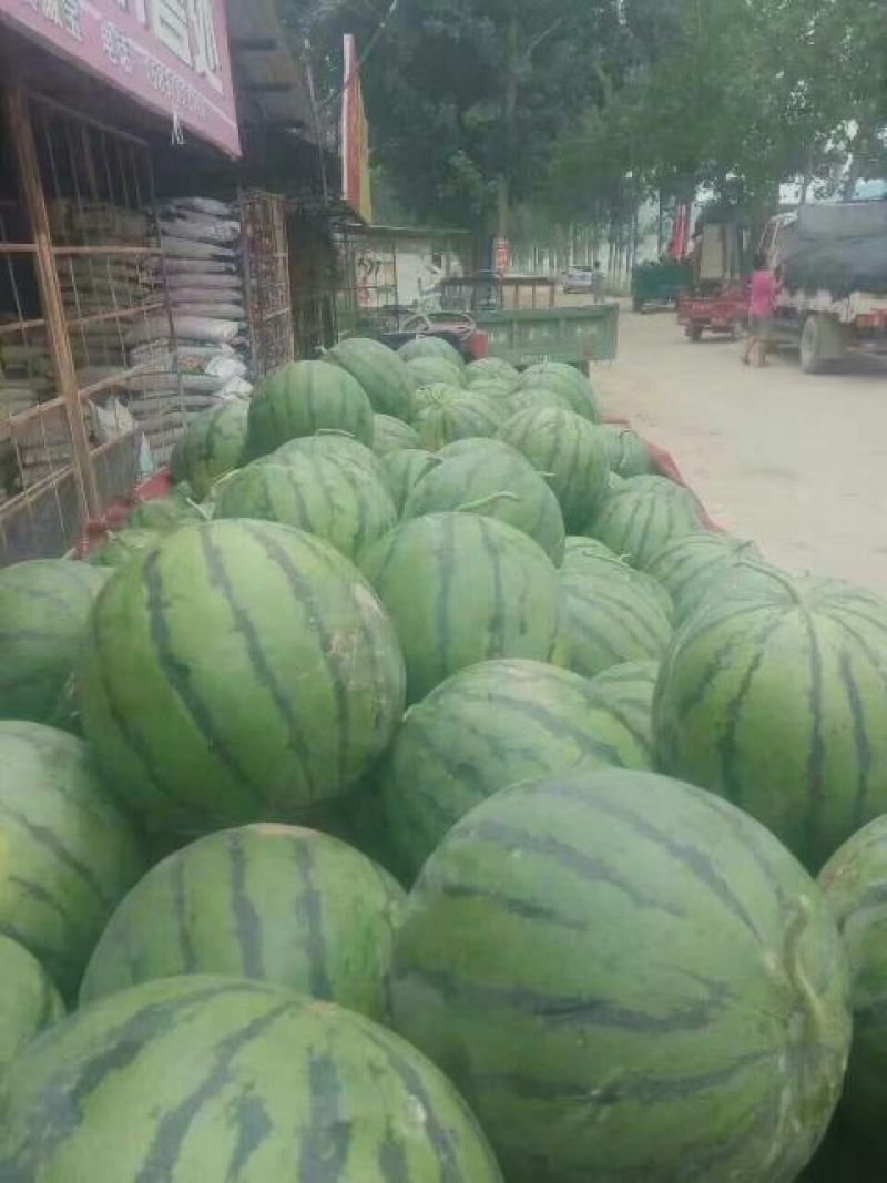 美都，8424西瓜8斤打底8成熟1茬