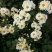 菊花茶开花
