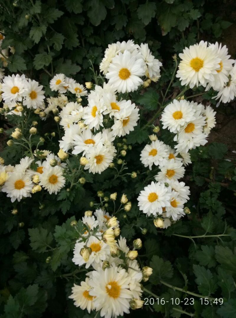 菊花茶开花
