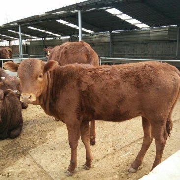 黄牛200~300kg