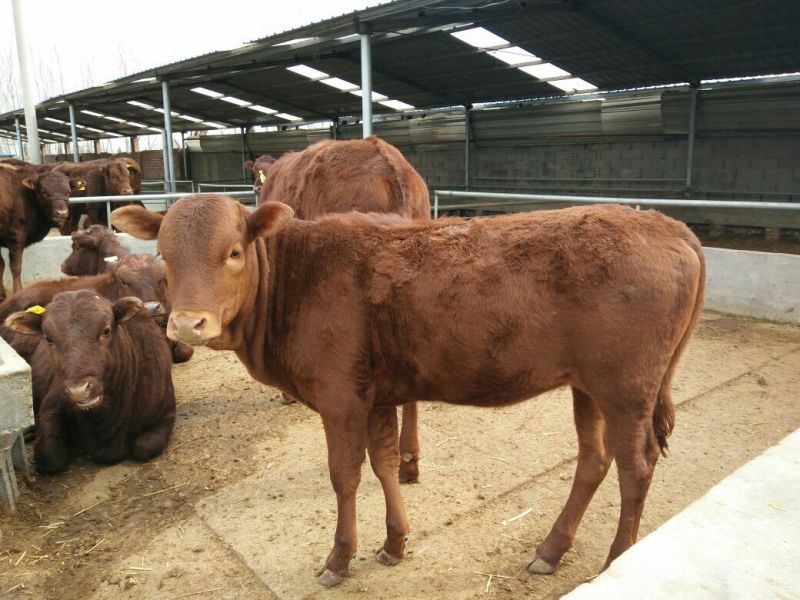 黄牛200~300kg