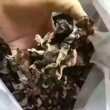 干木耳一级