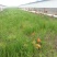 苏北土鸡6~9月