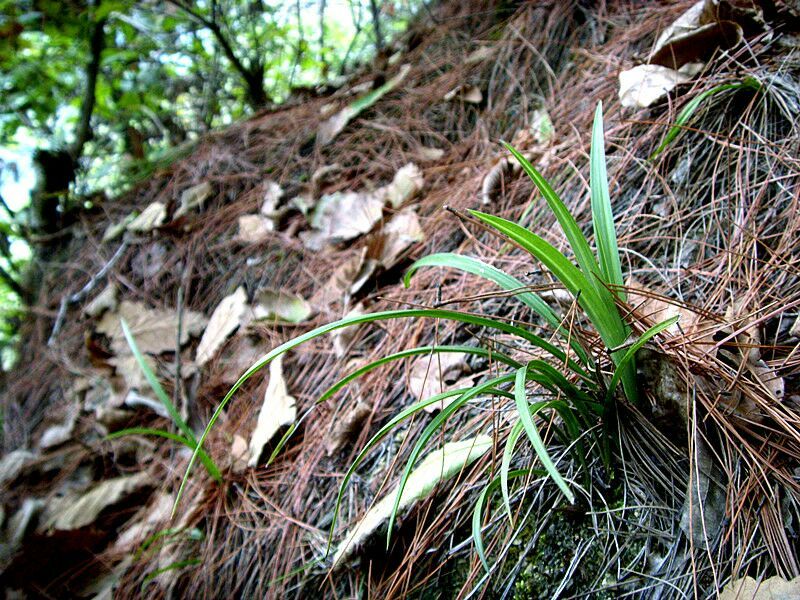 野兰花不知名字视频里是我深山里起回来的兰花