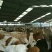 肉牛400~600斤