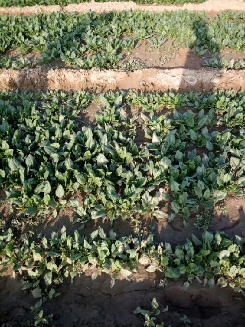 大叶菠菜15~20厘米