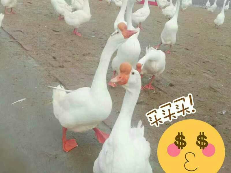 皖西白鹅苗250g以下