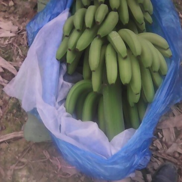 巴西香蕉八成熟
