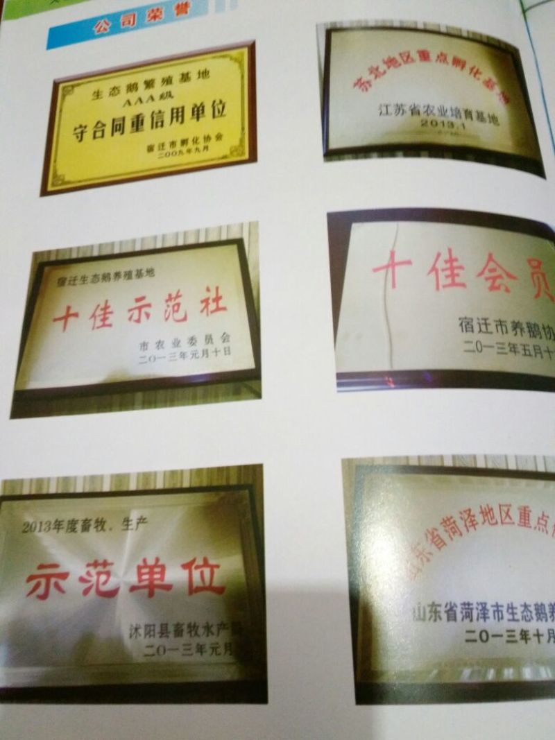 狮头鹅苗250g