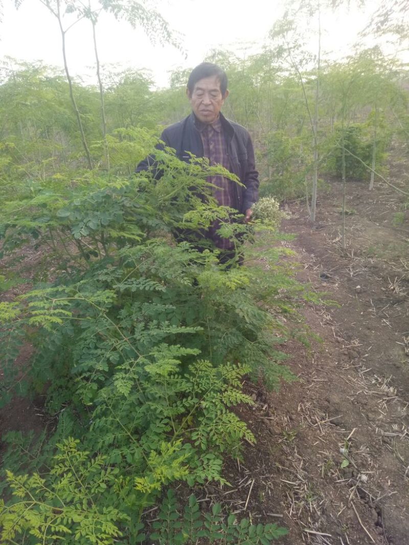 辣木茶特级