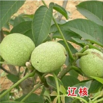 核桃苗包邮包活结果早