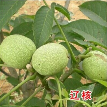 核桃苗包邮包活结果早