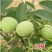 核桃苗包邮包活结果早