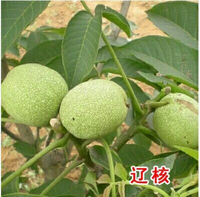 核桃苗包邮包活结果早