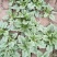 大叶菠菜25~30厘米